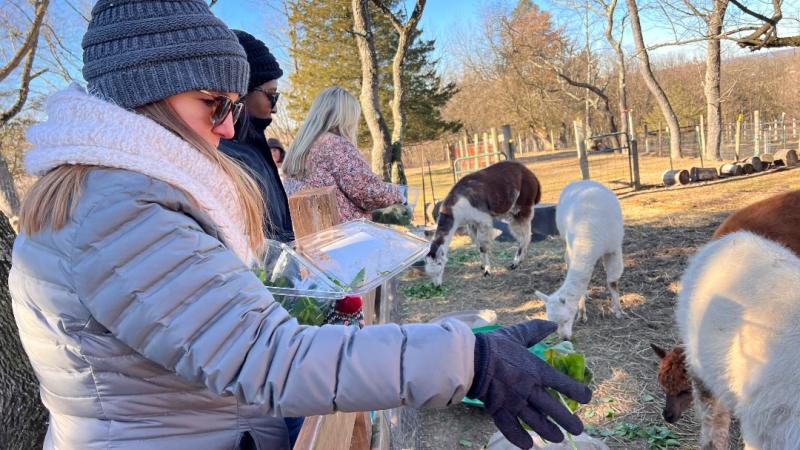 Staff volunteers help feed alpacas as Gress Mountain Ranch for the MLK Day of Service